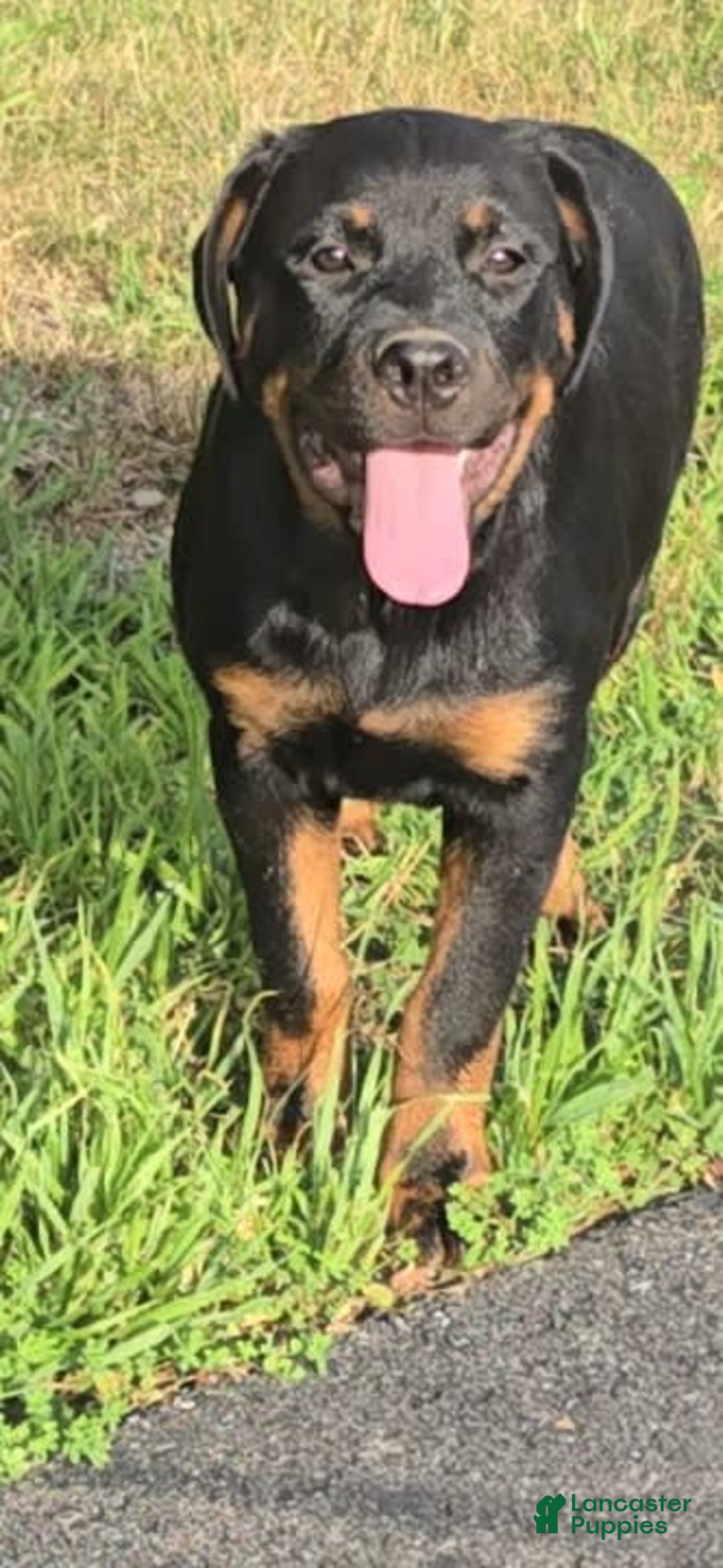 Rottweiler dogs for sale: Princess Astoria-doneyuno - Image 2