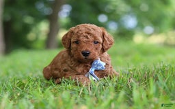 Goldendoodle dogs for sale: Hawk - Image 1