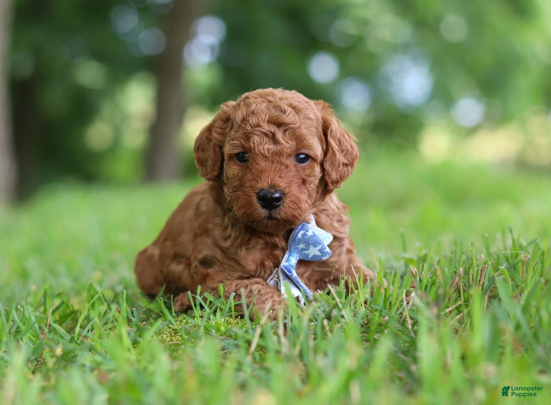 Goldendoodle dogs for sale: Hawk - Image 1