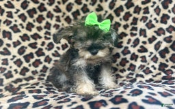 Miniature Schnauzer dogs for sale: Angel - Image 5