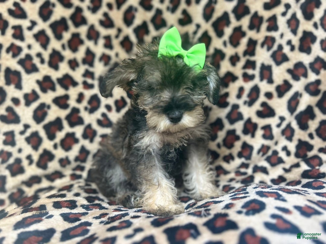 Miniature Schnauzer dogs for sale: Angel - Image 5