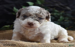 Cavapoo dogs for sale: Anneka - Image 3