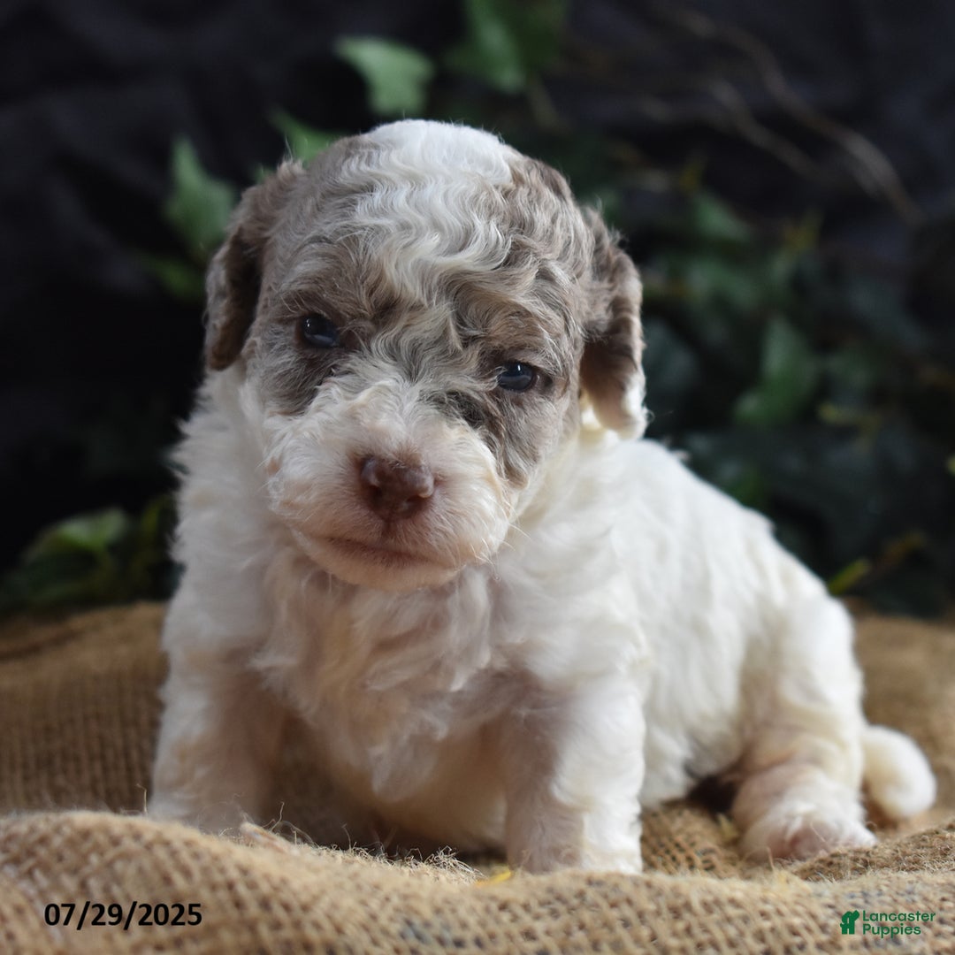 Cavapoo dogs for sale: Anneka - Image 3