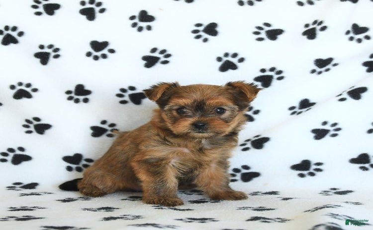 Shorkie dogs - Advert 11