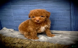 Maltipoo dogs for sale: Jamarion - Listing for pets: Jamarion, Wendy - Image 5