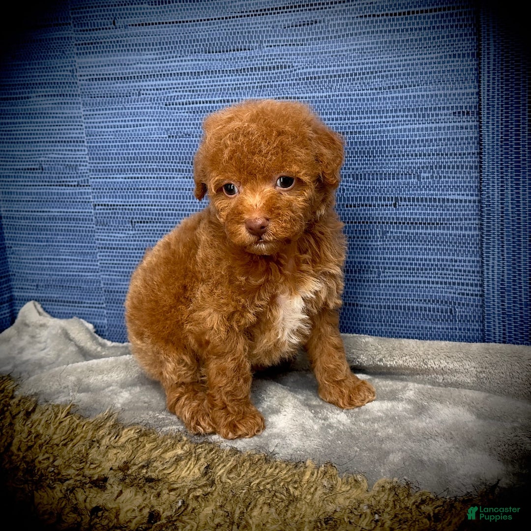 Maltipoo dogs for sale: Jamarion - Listing for pets: Jamarion, Wendy - Image 5