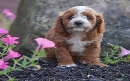 Cavapoo dogs for sale: Comet - Image 3