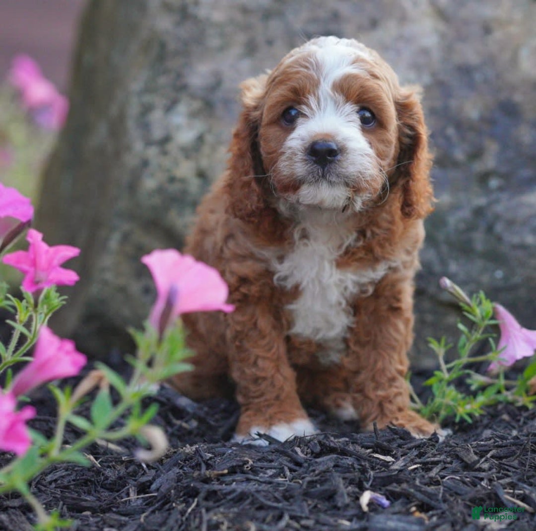 Cavapoo dogs for sale: Comet - Image 3