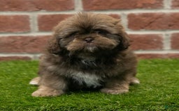 Shih Tzu dogs for sale: Katie - Image 3