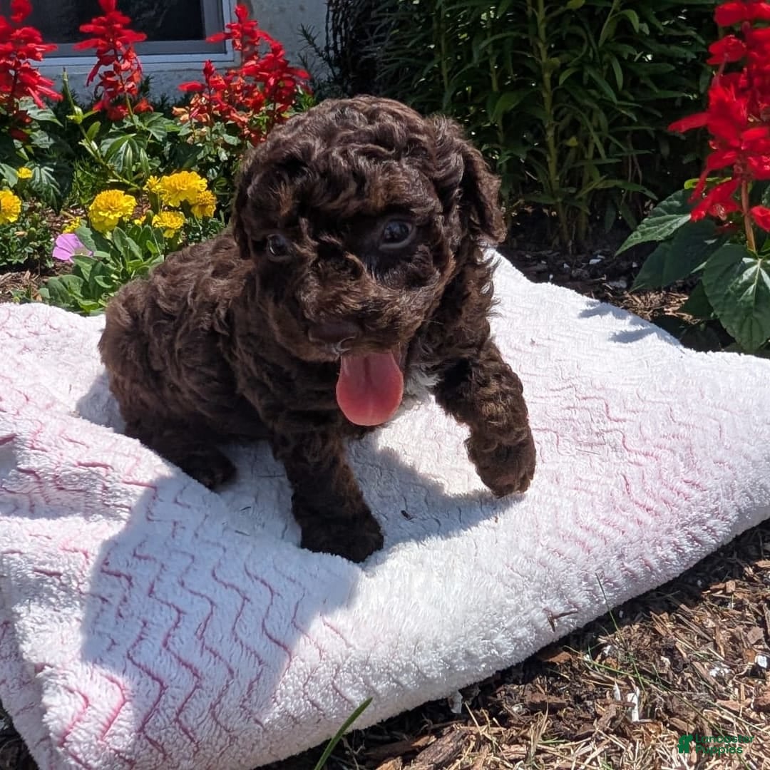 Toy Poodle dogs for sale: Zion - Image 3