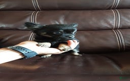 Chihuahua dogs for sale: Sir Maxwell - Image 3