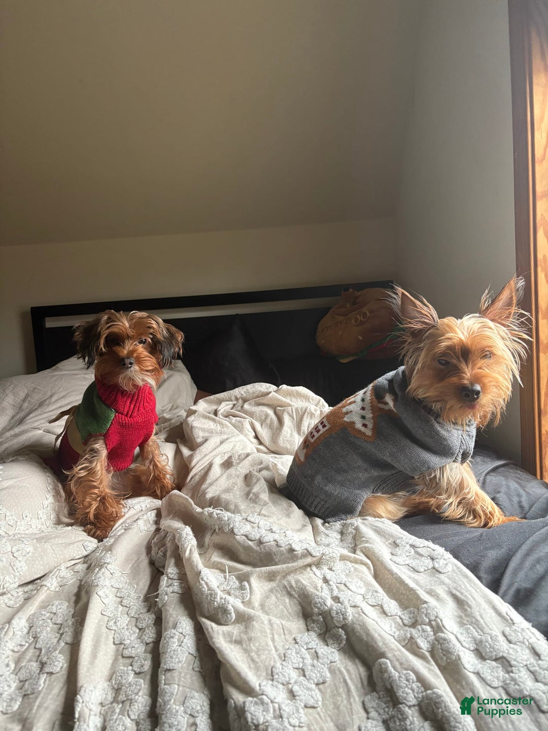 Yorkiepoo dogs for sale: Bailey - Image 4
