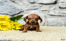 Miniature Dachshund dogs for sale: Ziggy - Image 4