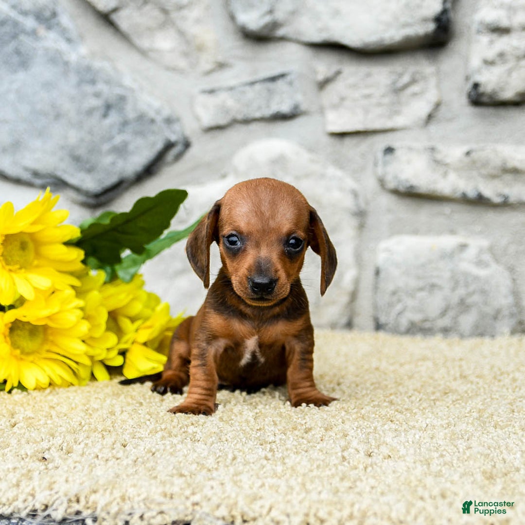 Miniature Dachshund dogs for sale: Ziggy - Image 4
