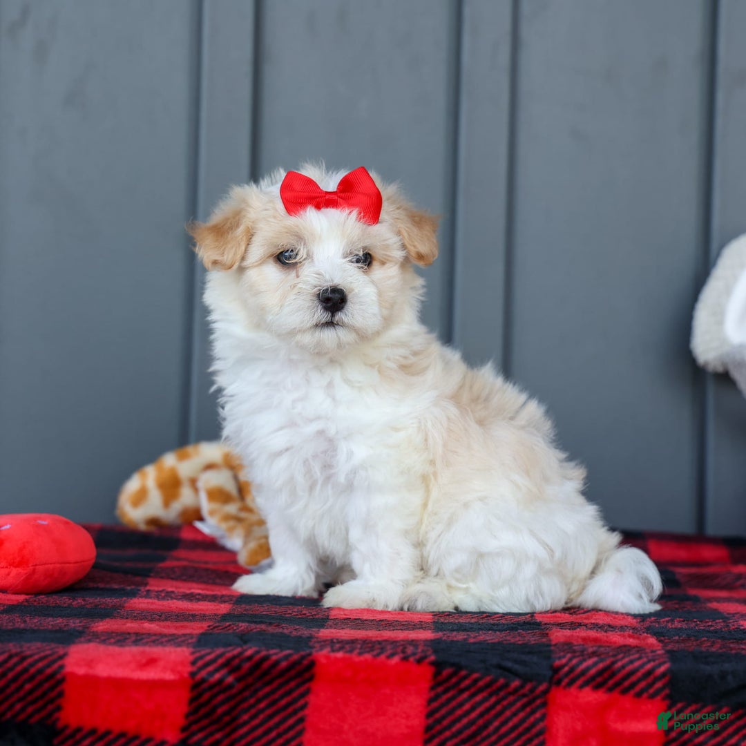 Maltipoo dogs for sale: Rubble - Image 9