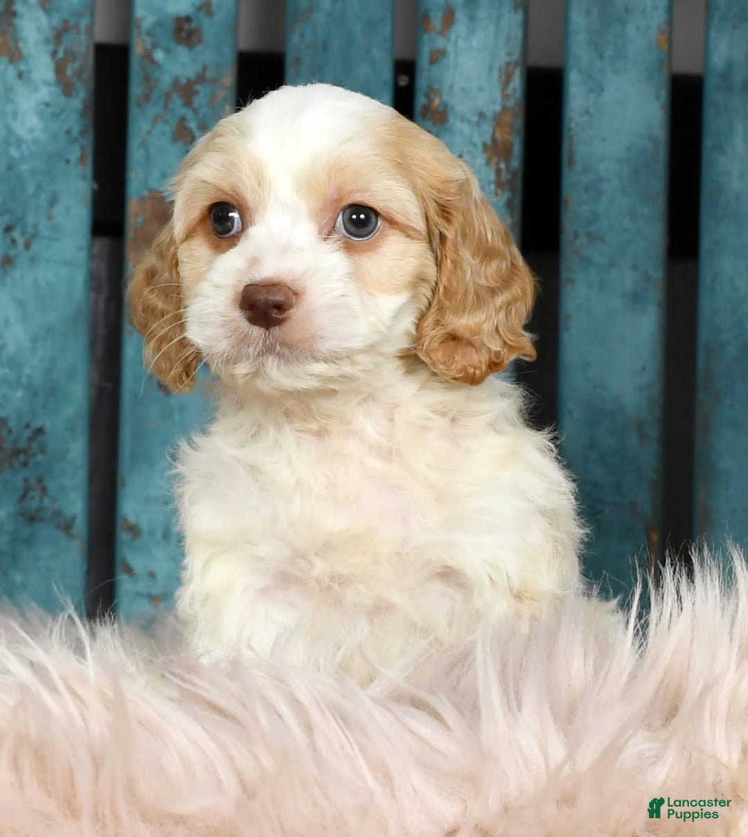 Cavapoo dogs for sale: Tinker - Image 2
