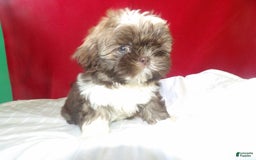 Shih Tzu dogs for sale: tank - Image 1