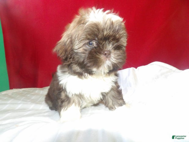 Shih Tzu dogs for sale - Ad 1