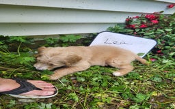 Goldendoodle dogs for sale: Lea - Image 4