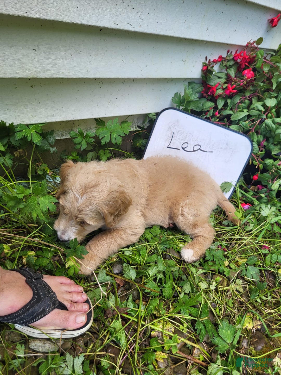 Goldendoodle dogs for sale: Lea - Image 4