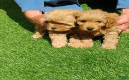 Maltipoo dogs for sale: Zephyr - Image 3