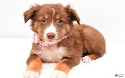 Australian Shepherd dogs for sale: Roxy - Image 6