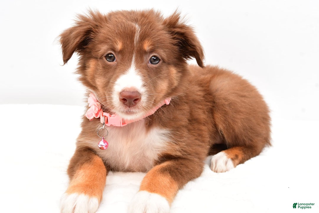 Australian Shepherd dogs for sale: Roxy - Image 6