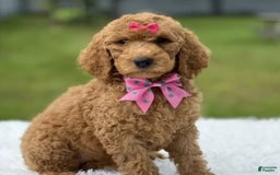 Goldendoodle dogs for sale: Emmy - Image 1