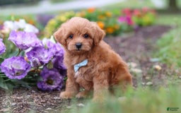 Maltipoo dogs for sale: Dewey - Image 5