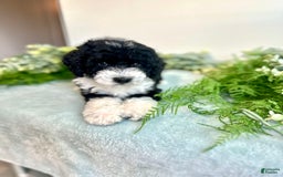 Mini Bernedoodle dogs for sale: Jasper - Image 7