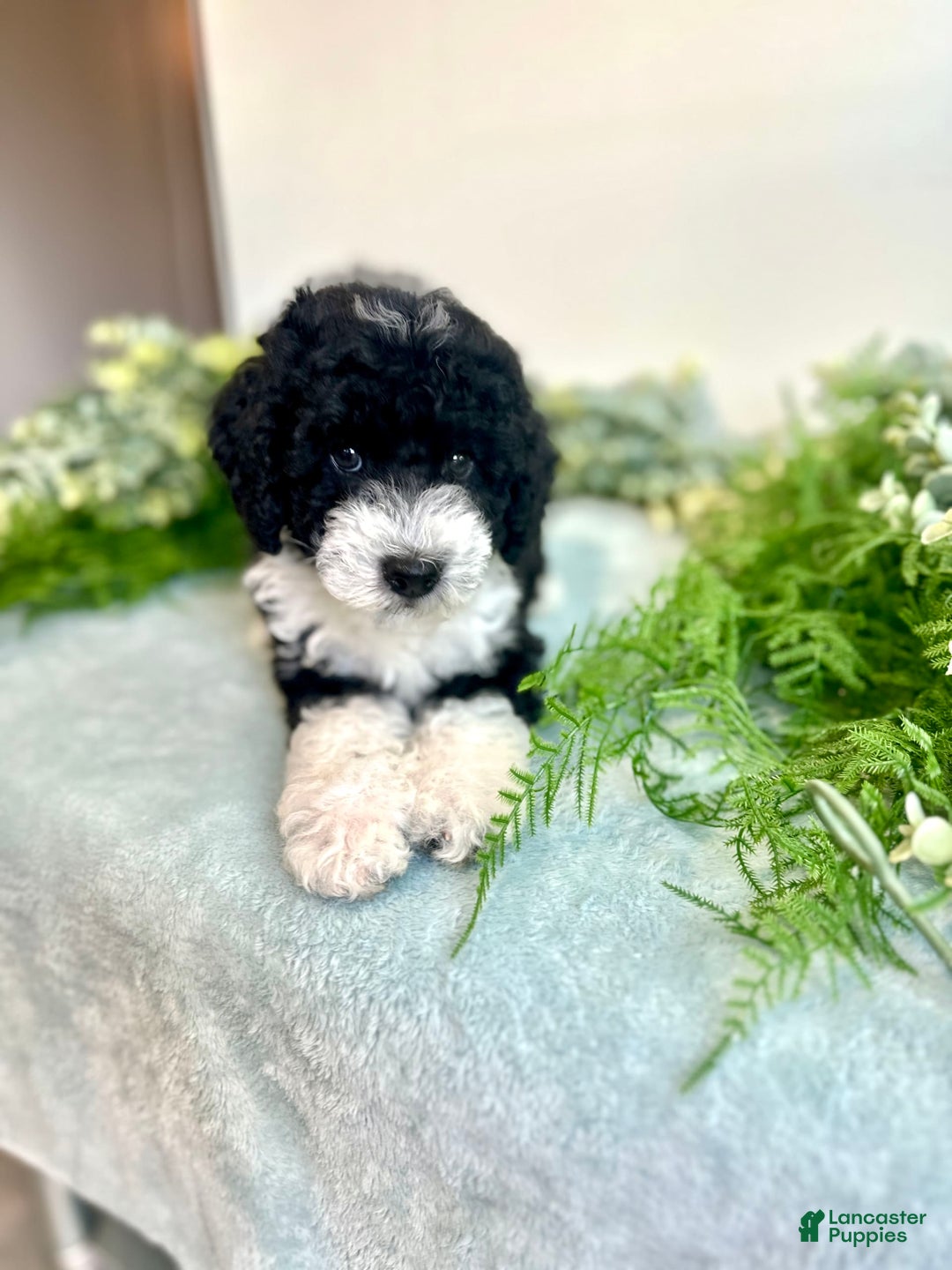 Mini Bernedoodle dogs for sale: Jasper - Image 7