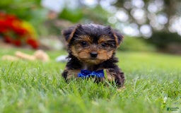 Yorkshire Terrier dogs for sale: Theodore - Image 6