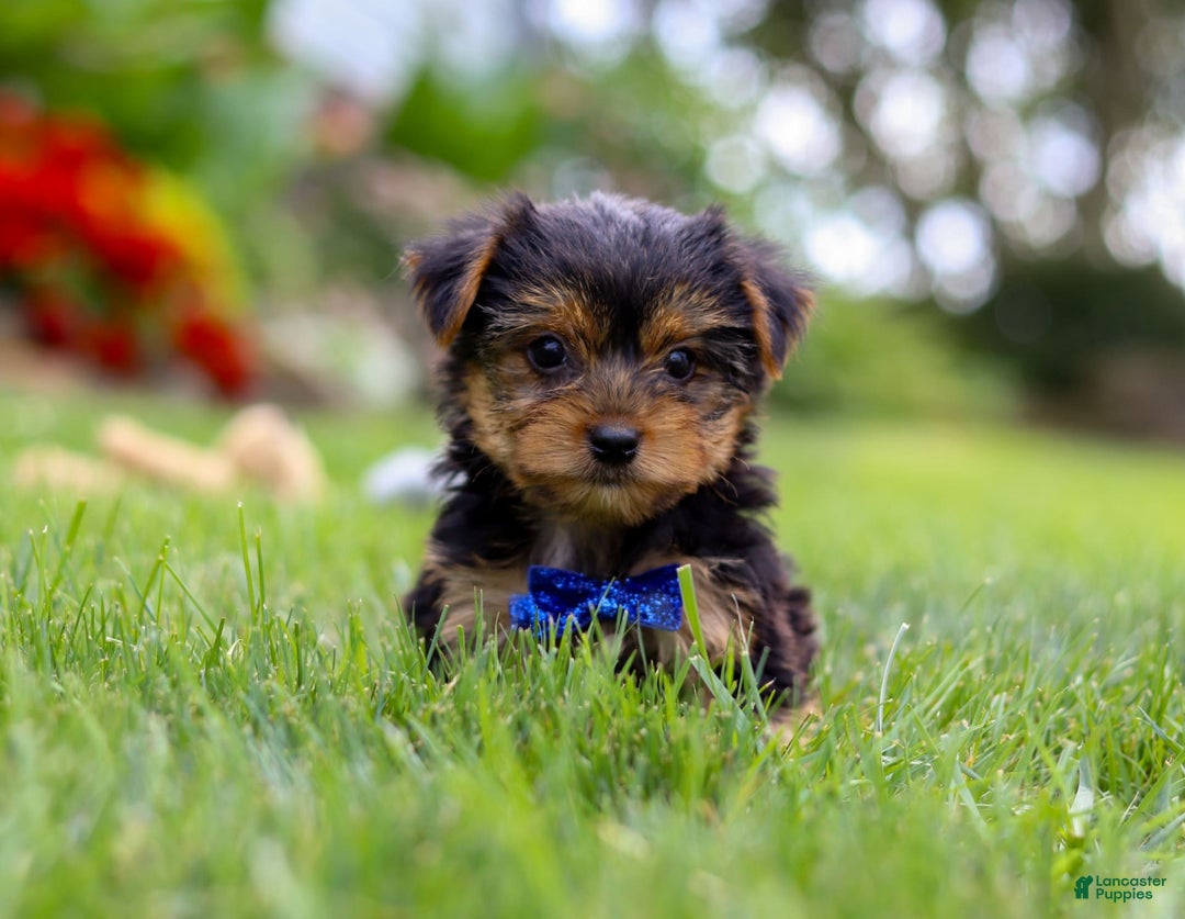 Yorkshire Terrier dogs for sale: Theodore - Image 6