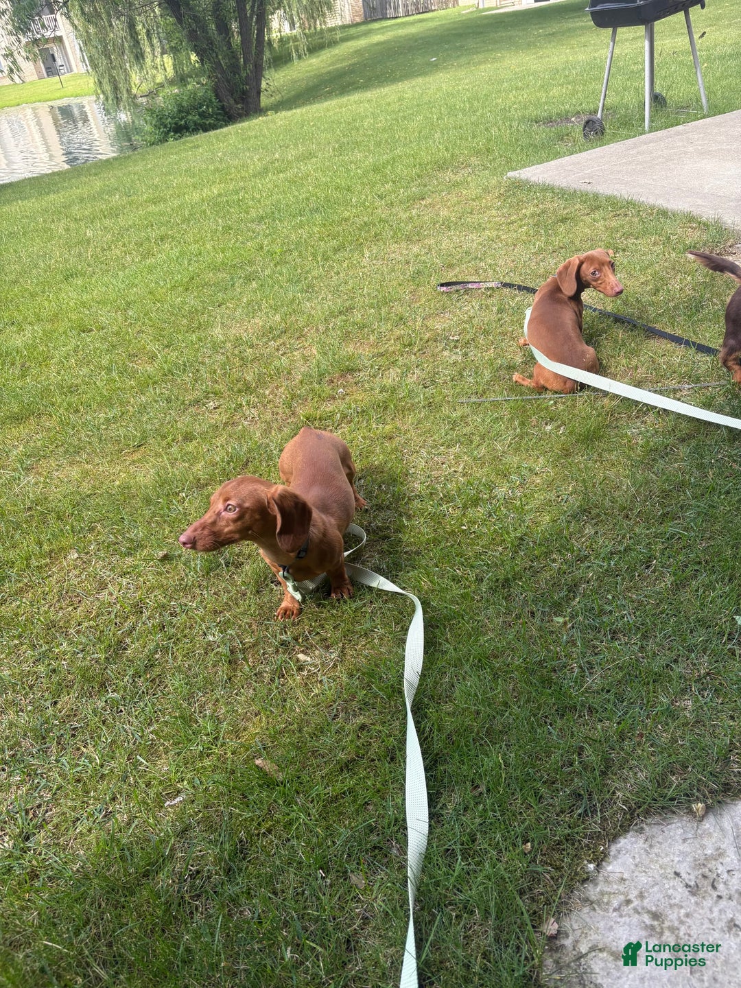Dachshund dogs for sale: Toys - Image 2