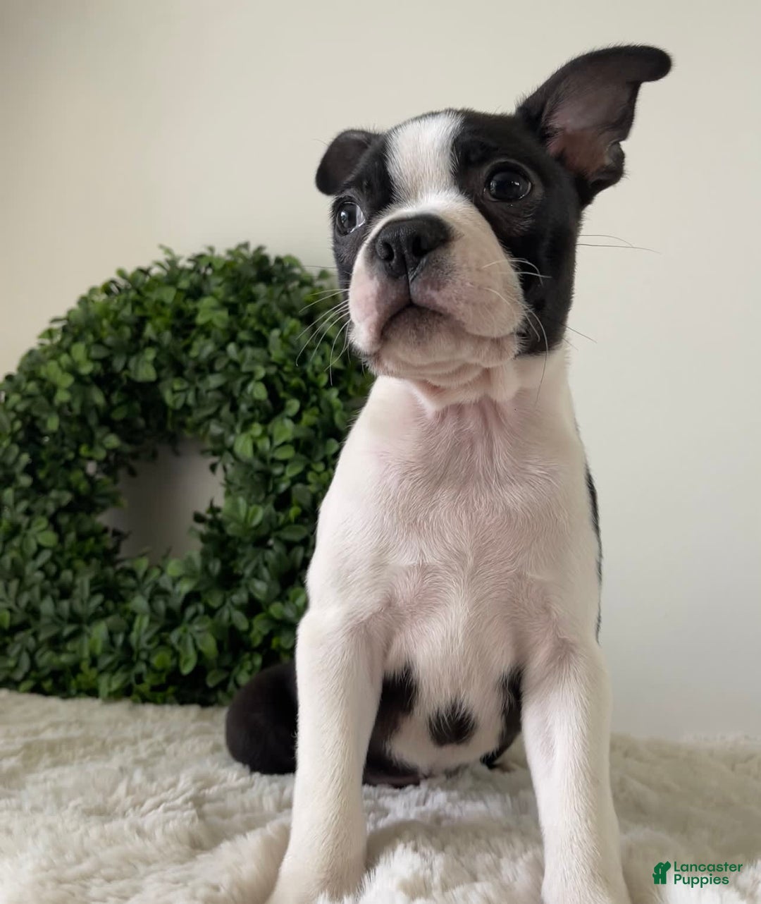 Boston Terrier dogs for sale: Diesel - Image 3