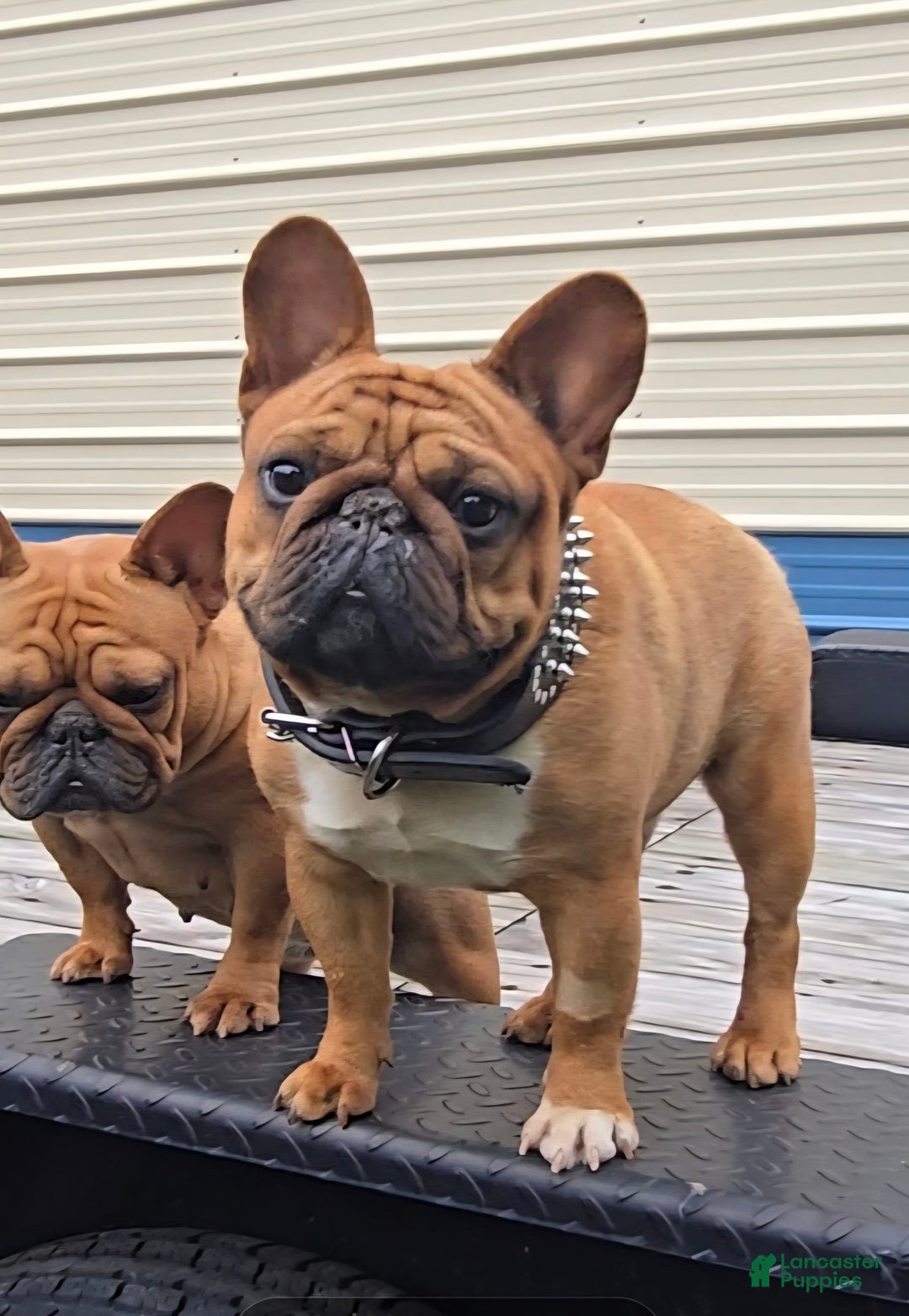 French Bulldog dogs for sale: Raider - Image 33