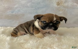 English Bulldog dogs for sale: Bomba - Image 1