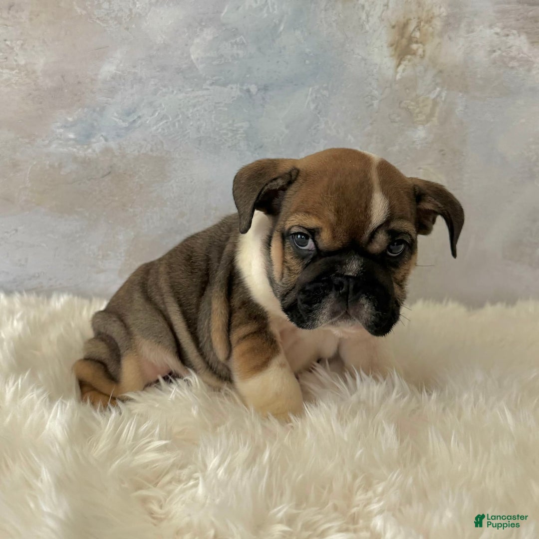 English Bulldog dogs for sale: Bomba - Image 1