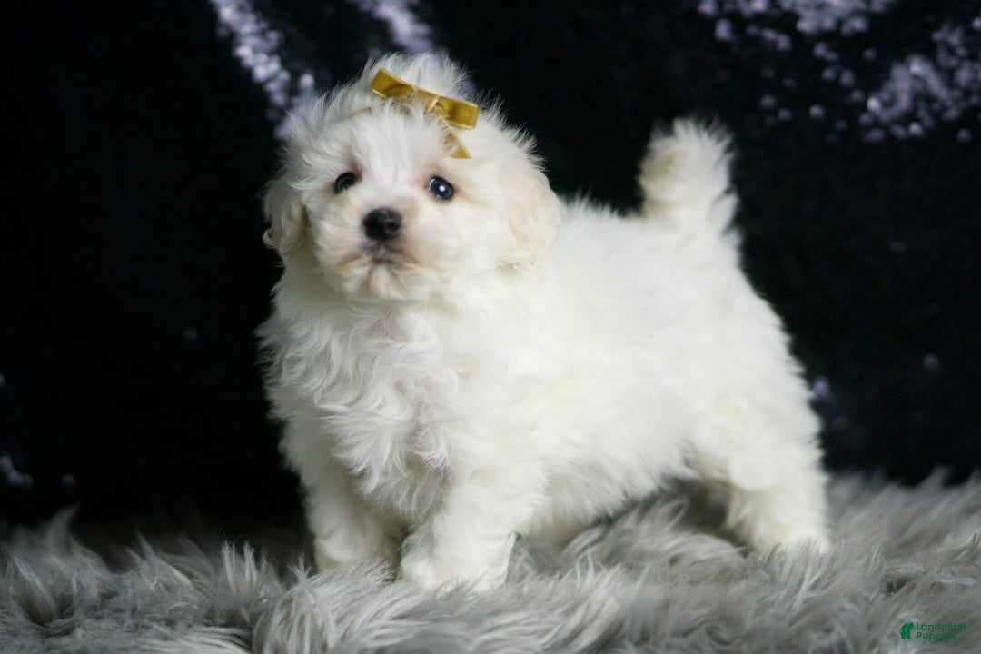 Maltipoo dogs for sale: Avalanche - Image 7