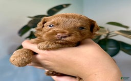 Mini Goldendoodle dogs for sale: Rose - Image 4