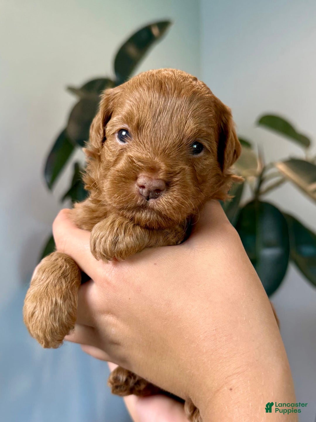 Mini Goldendoodle dogs for sale: Rose - Image 4
