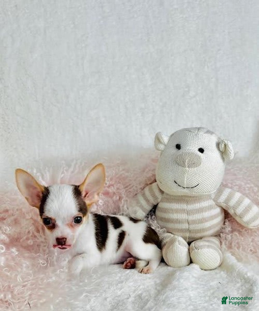 Chihuahua dogs for sale: Christy - Image 2