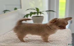 Chihuahua dogs for sale: Snickers - Image 7