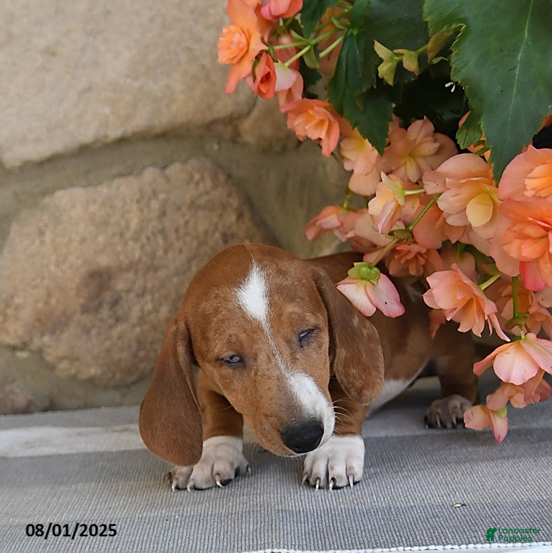 Miniature Dachshund dogs for sale: Scout   Special Needs - Image 2