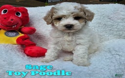 Toy Poodle dogs for sale: Sage - Image 5