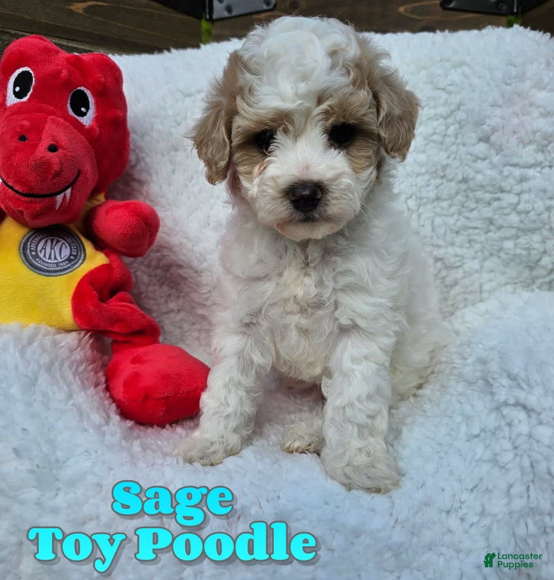 Toy Poodle dogs for sale: Sage - Image 5