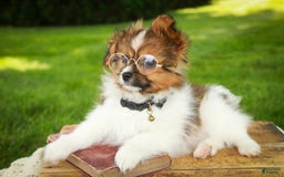 Papillon dogs for sale: Rome - Image 17