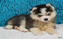 Pomsky dogs for sale: Waffles - Image 3