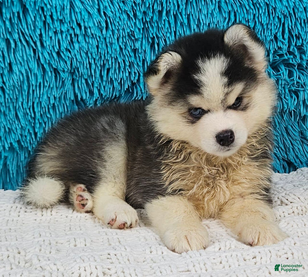 Pomsky dogs for sale: Waffles - Image 3