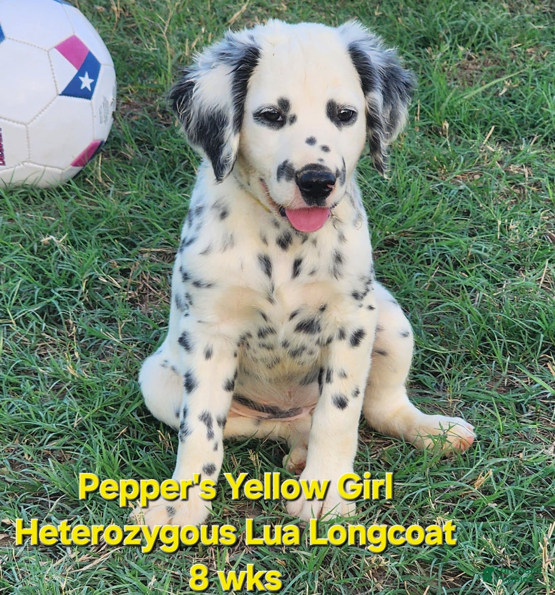 Dalmatian dogs for sale: Peppers Yellow Girl - Image 1
